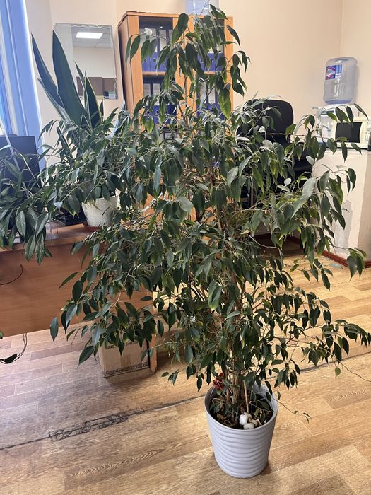 Фикус бенджамина