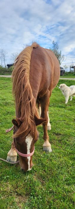 Vând mânz de 2 ani