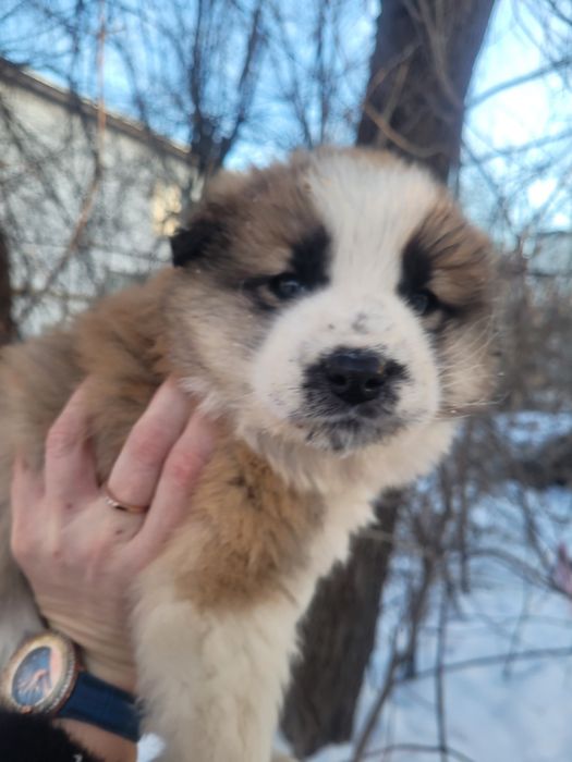 Срочно мальчики ищят дом