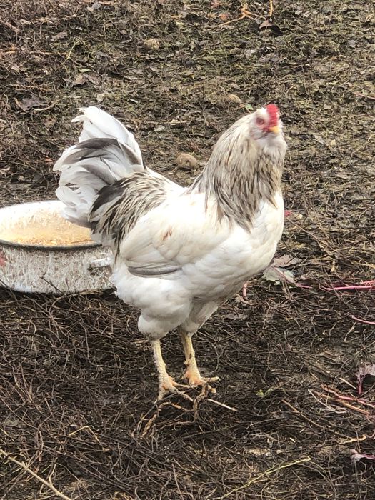 Vand oua marans și ameraucana