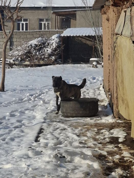 Алабай зоти тоза ит