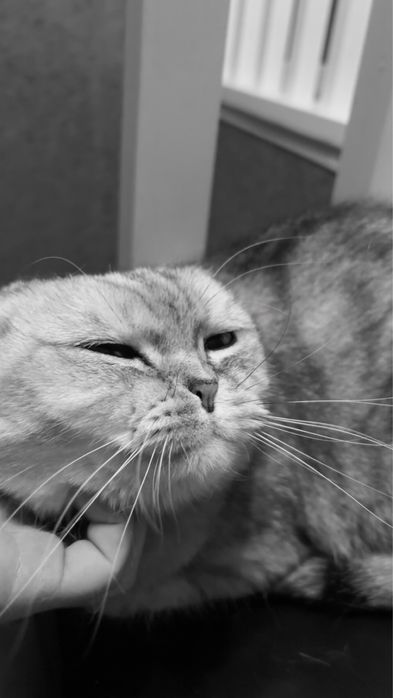 Серая вислоухая кошка