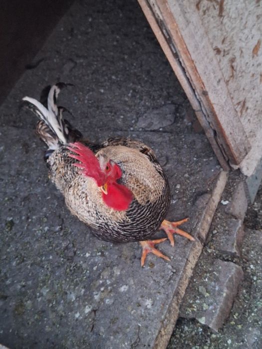 Vând cocoși și rățoi