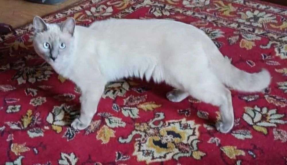 Молодой котик ищет любящую семью