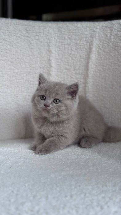 Продаются шотландские котята