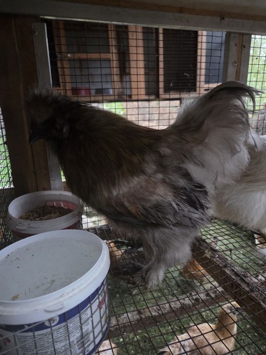 Семья китайских шелковых.