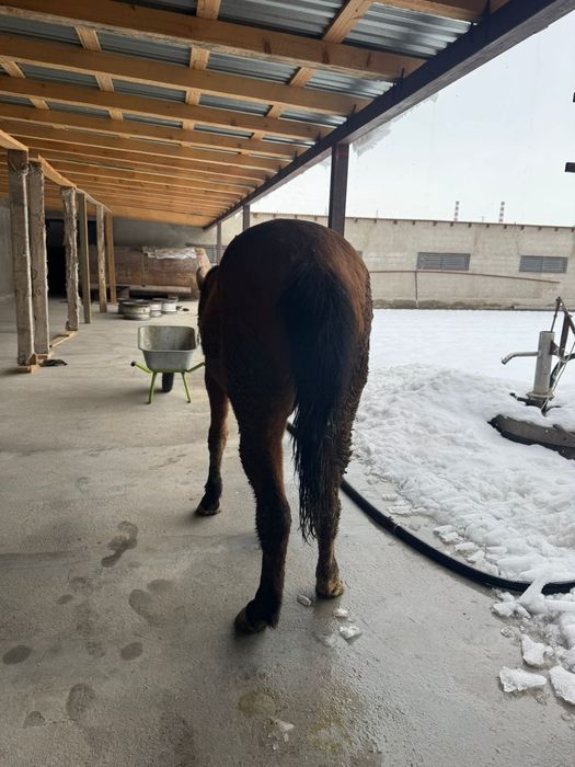 Продам кобылу 3 года