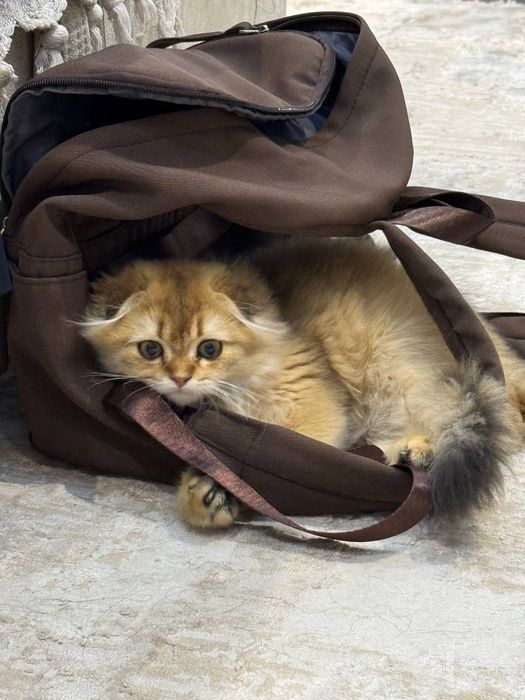 Милый игривый кот