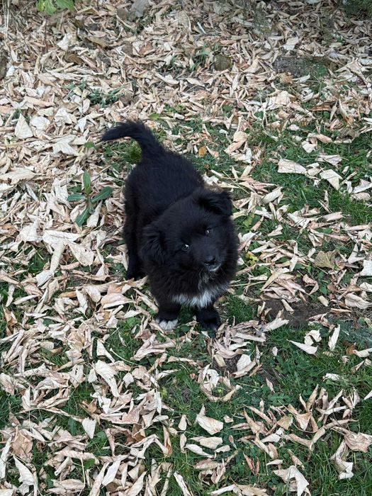 Милая девчушка и пацан ищут дом)