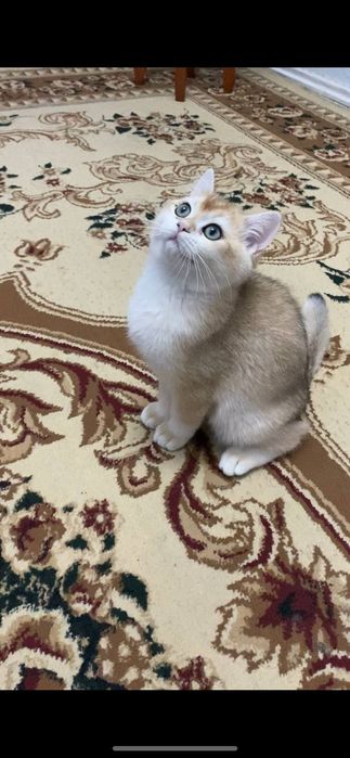 Золотая Шиншилла