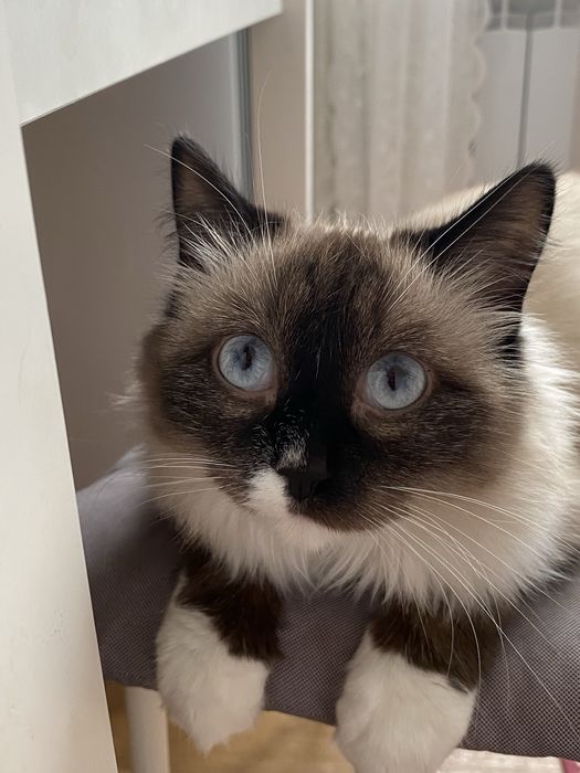 Отдам даром кошку