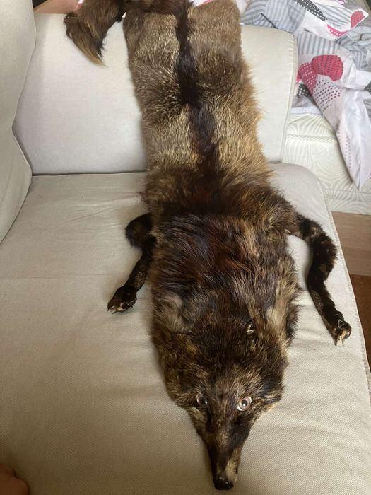 Яка от цяла естествена лисица