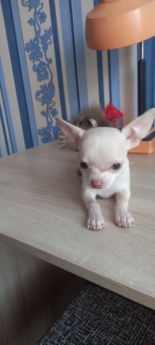 Щенки   чихуахуа