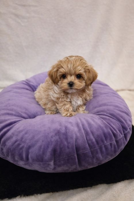 Maltipoo teacup,  mini