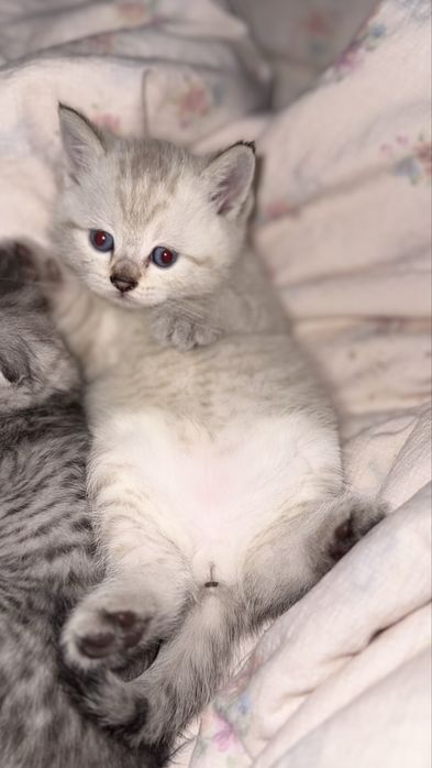 Продаются котята почти 2 месяца им , парода: шиншила веслоухие 3 шт