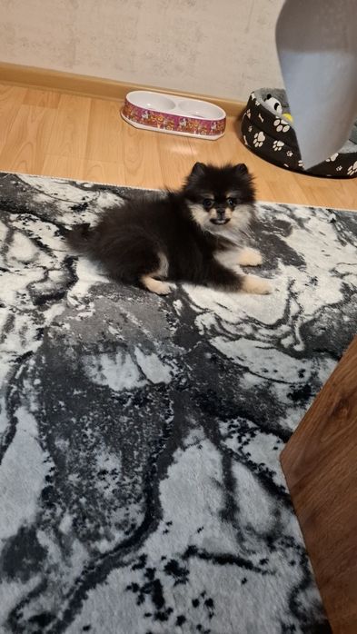 Кученце померанче