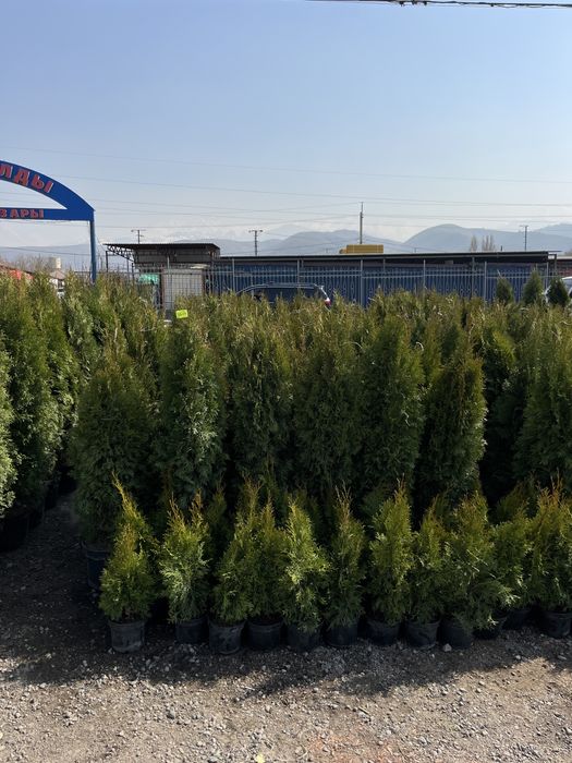 Озеленение городских и частных объектов.