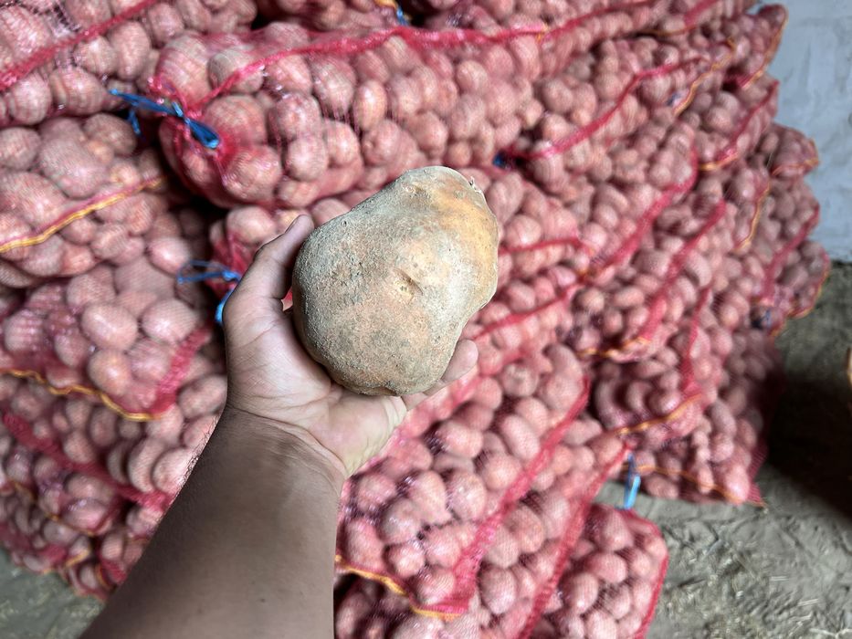 Cartofi de Semāntā si de consum  COVASNA