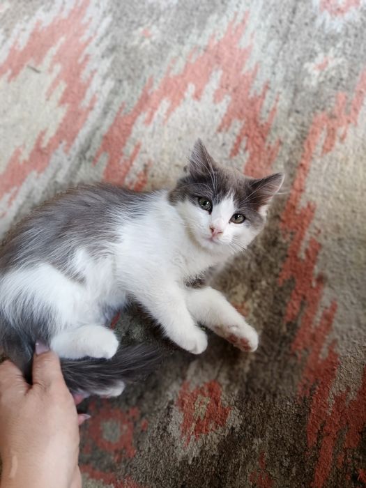 Отдам в добрые руки кошечку
