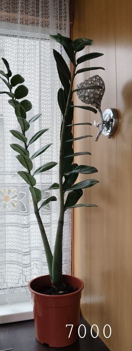 Комнатные растения и цветы