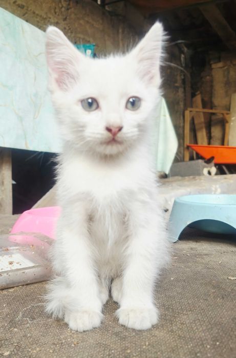 Котёнок белый, мальчик