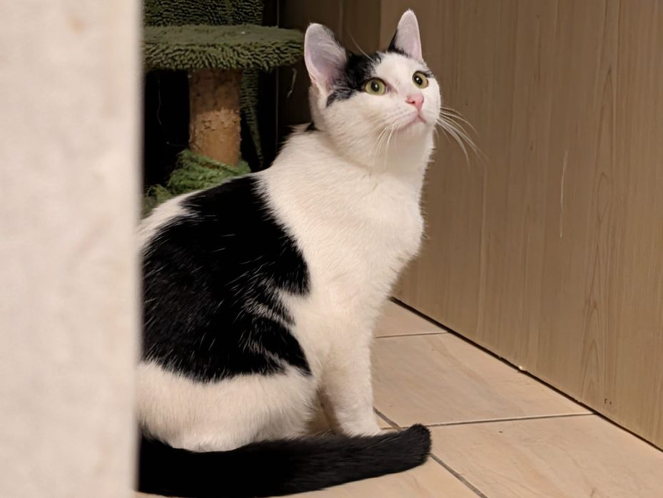 pisicuta superba,pisicuta pentru adoptie,pisicuta frumoasa de adoptata