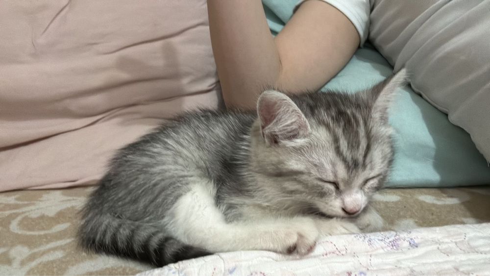 Девочка отдам даром 2 месячн папа британец