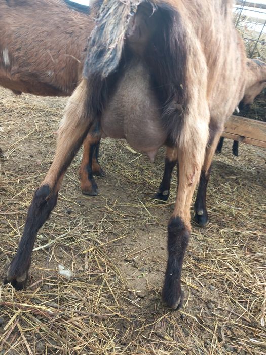Vand trei capre  alpina franceză