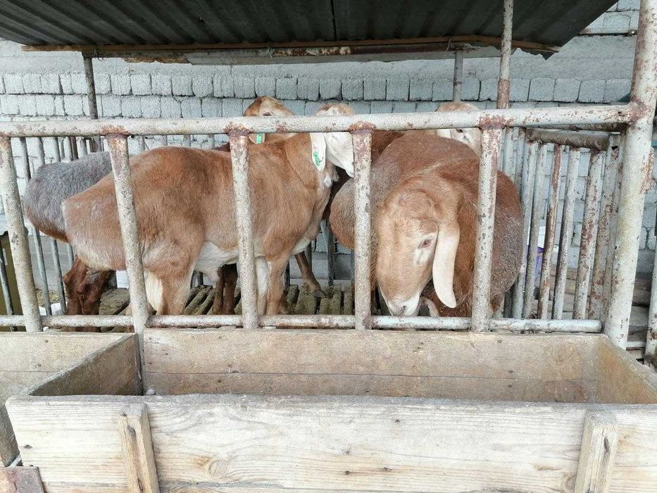 Кучкорлар сотилади 85мингдан. Qo'chqorlar sotiladi 85mingdan