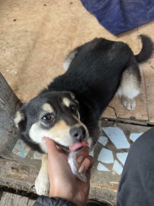 Собака девочка стерильная