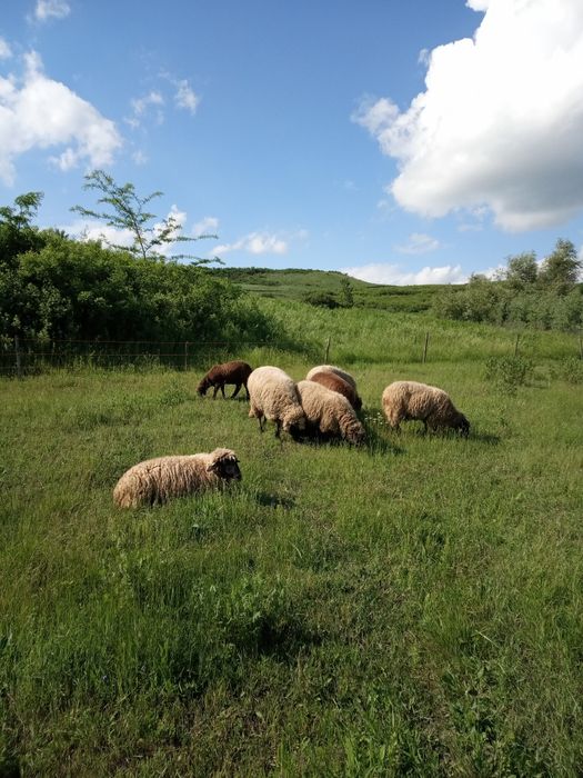 Vând 5 oi și 1 berbec,carabașă de Teleorman
