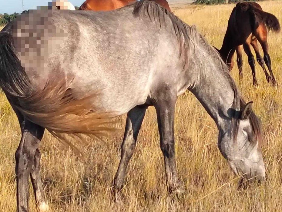 Жылқы (Лошади) -сатылады