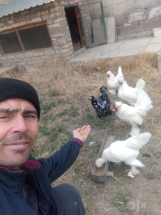 Япон товукчалар , японский курички