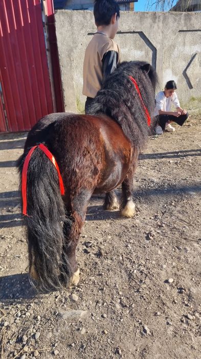 Vând ponei armăsar foarte cuminte
