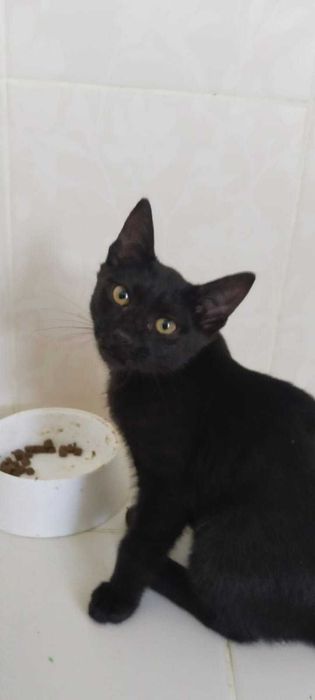 Котенок-девочка ищет добрых хозяев