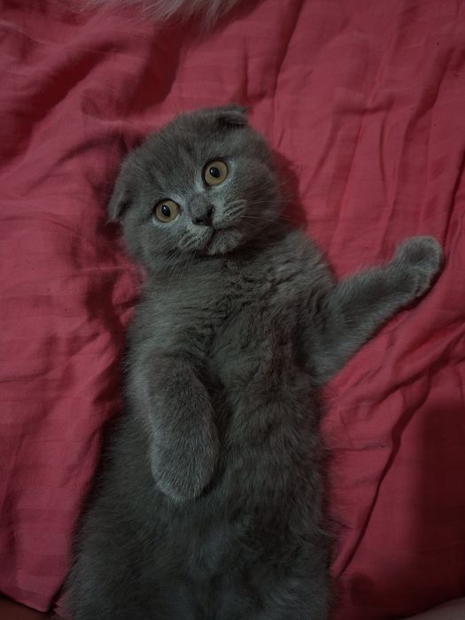 Котенок в добрые руки