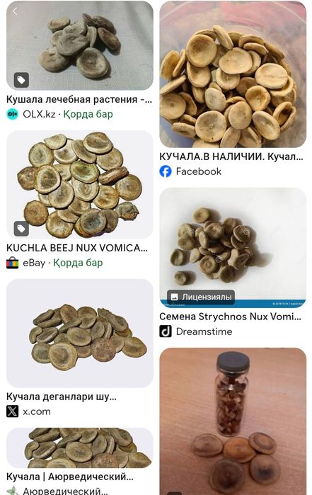 Күшәлә. Емдік. Кучала. Лечебный.