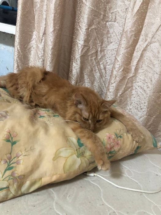 Кошка Сэнди………….