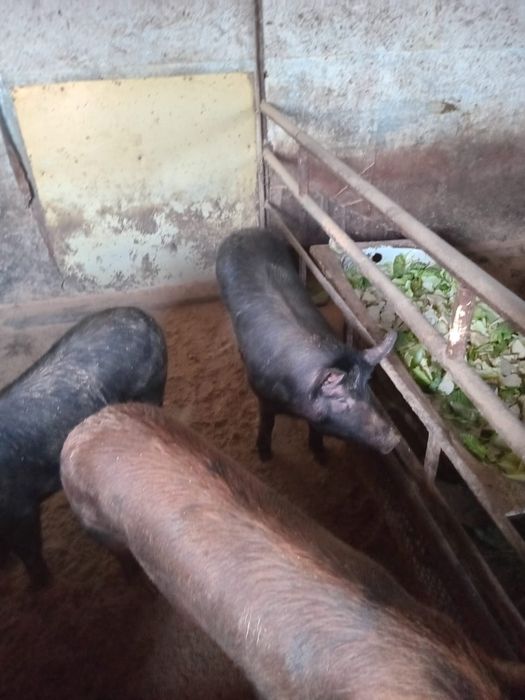 Продам свиней 8 месяцев