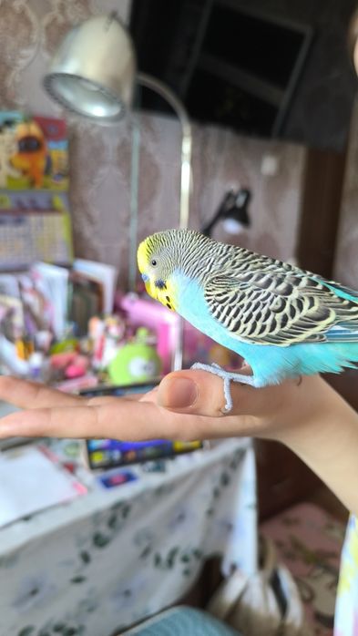 Продам попугая с клеткой