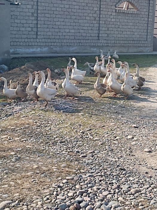 Gozla totilad zotli gaga parodiya