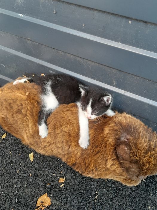 Котенок в добрые руки