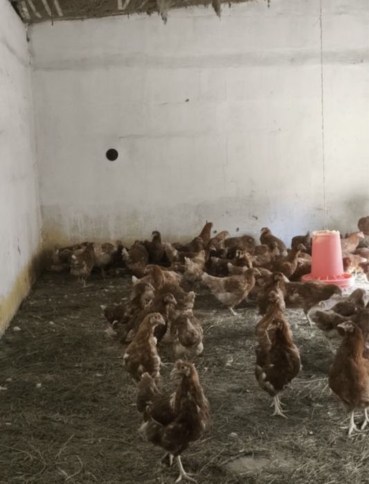 Ломан Браун 3200