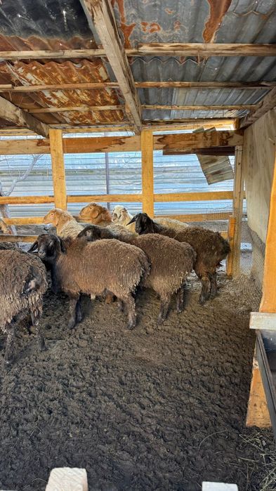 Кой сатам , продам баран