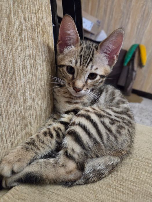 Бенгальский котенок, мальчик