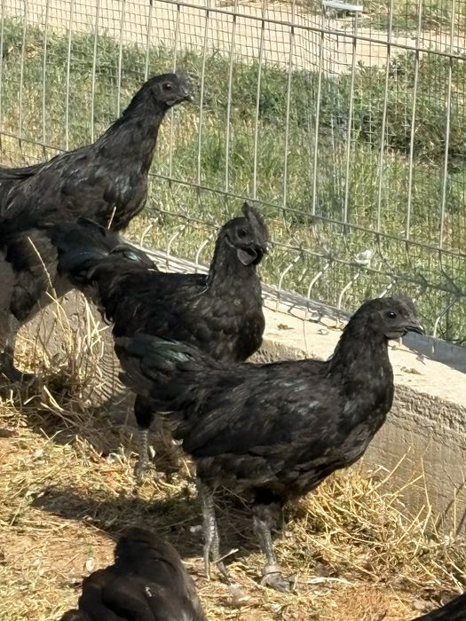 Cocosi Ayam Cemani 2026