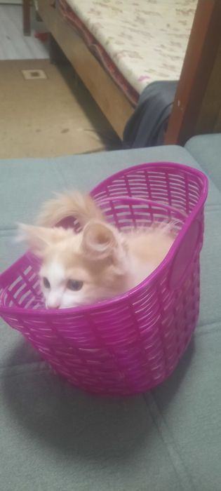 Отдаеться котик бесплатно