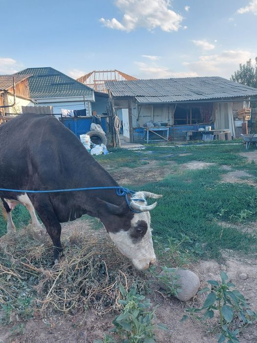 Продаётся дойная корова