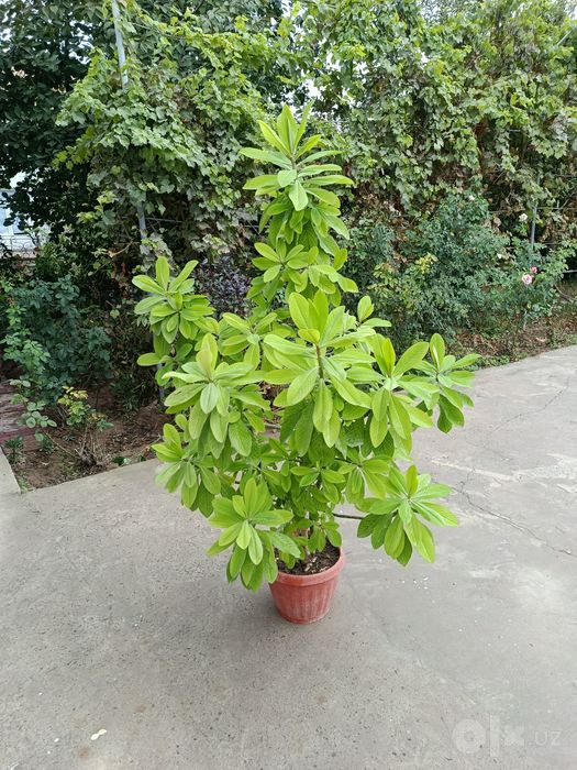 Tuvag Gullar sotiladi