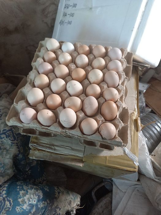 Яйца инкубационные